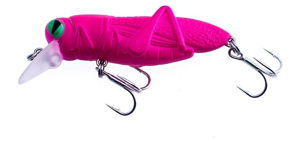 Laboratorio L' Insetto Cricket Cavalletta