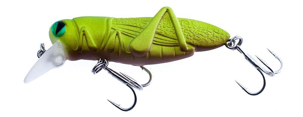 Laboratorio L' Insetto Cricket Cavalletta