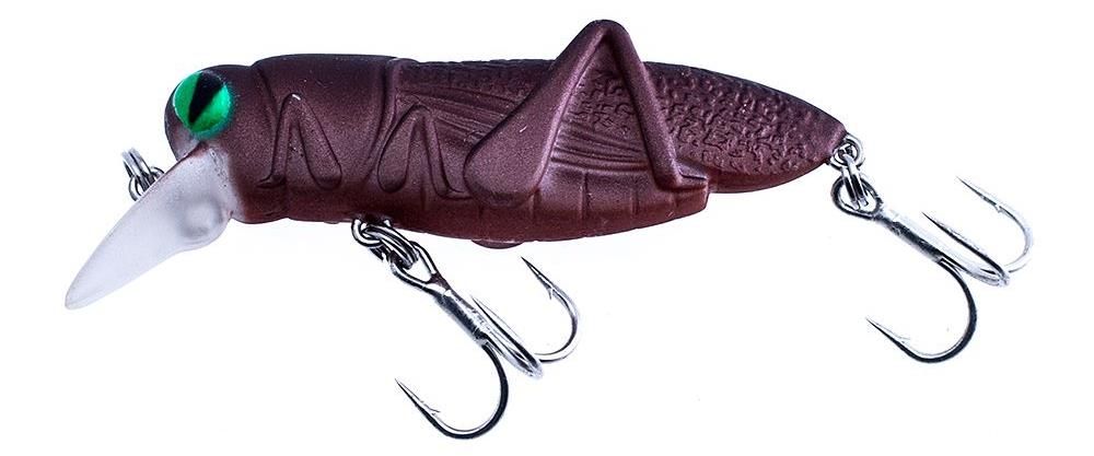 Laboratorio L' Insetto Cricket Cavalletta