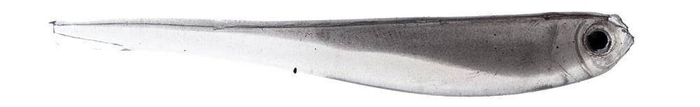 Milo Kamagotchi Shaddy Pintail