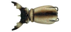 Molix Supernato Beetle