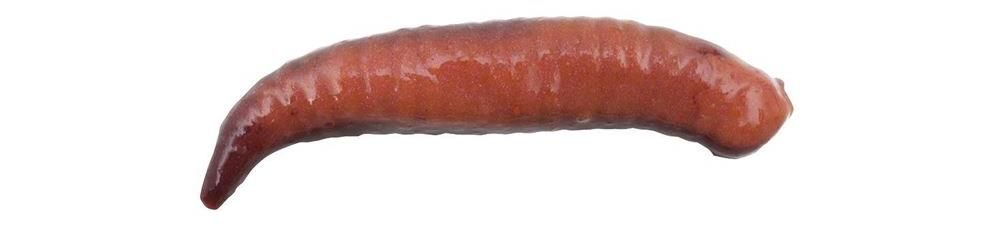 Light Game Softbaits di colore Nightcrawler del prodotto Berkley Gulp Pinched Crawler 2" di marca Berkley