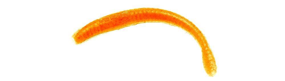 Berkley Gulp Fry
