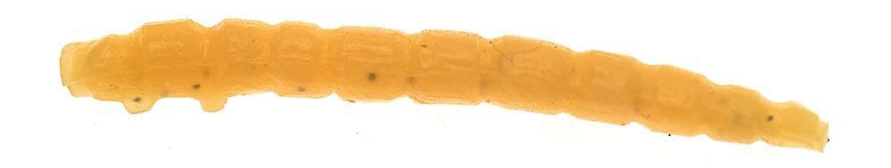 Game by Laboratorio Camola Bioillogica