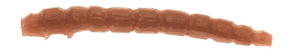 Game by Laboratorio Camola Bioillogica