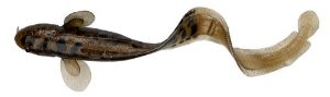 Savage Gear 3D Burbot