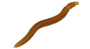 Mikado Trout Campione Earth Worm
