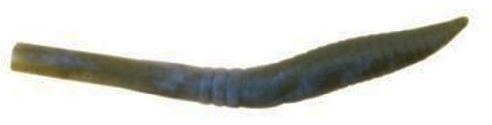 Berkley Gulp Killer Crawler