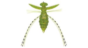 Evergreen Fact Gizmo