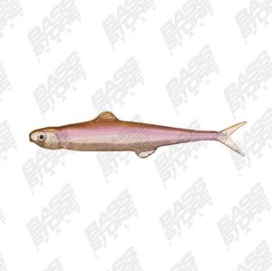 Evergreen Last Ace 75