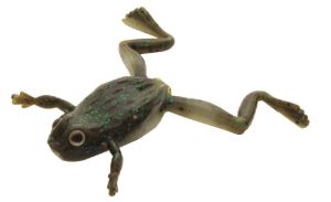 Terrestrial di colore #S-340 del prodotto Imakatsu Finesse Frog Mini  di marca Imakatsu