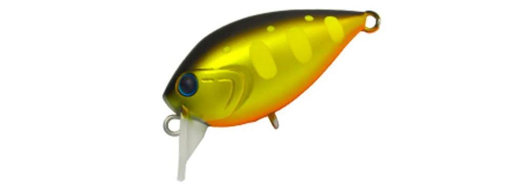 Daysprout Fat Chattecra 