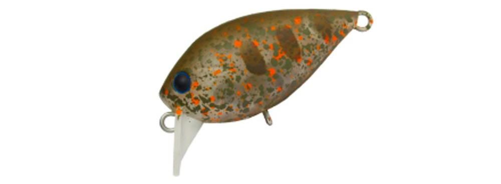 Daysprout Fat Chattecra 