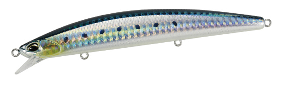 0040810_SARDINE.jpeg