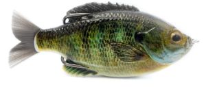 Savage Gear Dc Slide Gill Bluegill Savage Gear