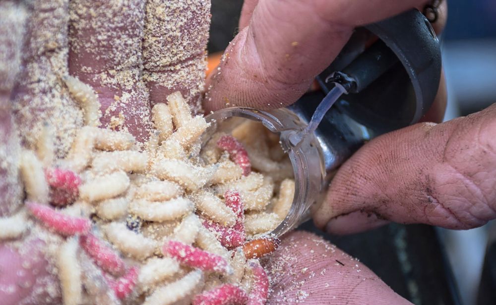 Preston Innovations Click Cap Feeder