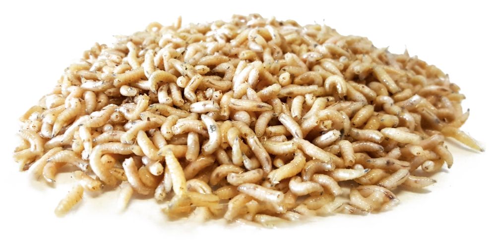 Bassstoreitaly Bigattini