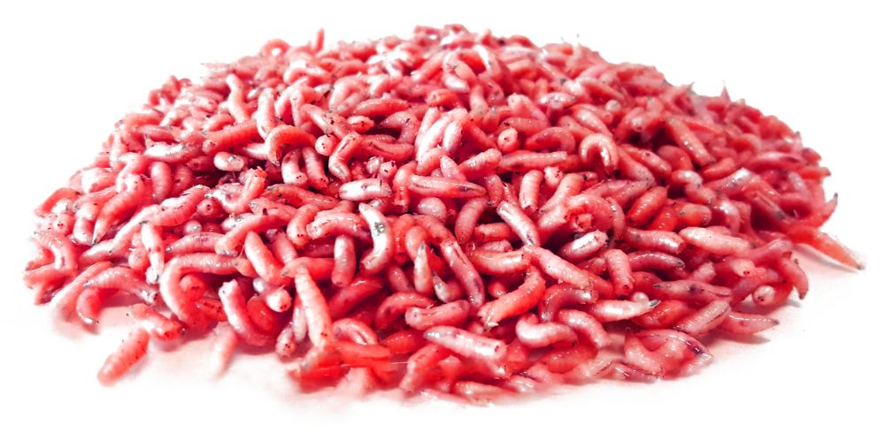 Bassstoreitaly Bigattini