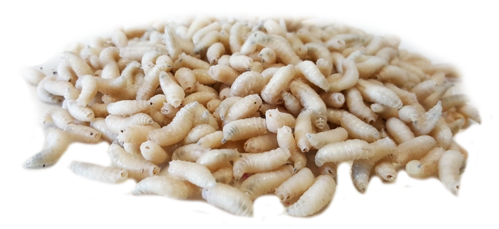 Bassstoreitaly Orsetti