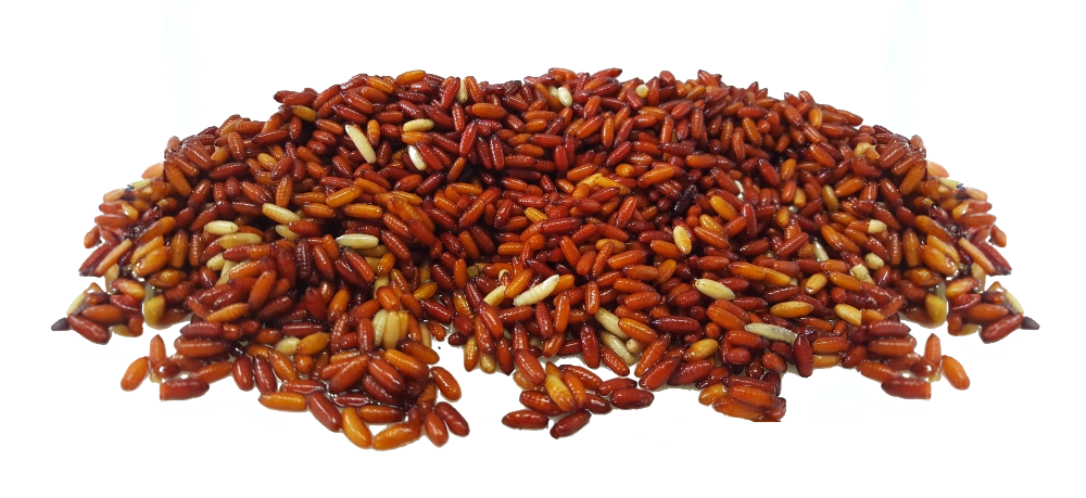 Bassstoreitaly Caster