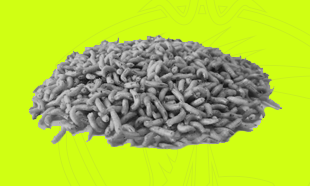 Immagine per la categoria Esche Vive