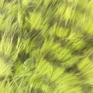 Spirit River UV2 Jailhouse Marabou