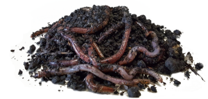 Bassstoreitaly Lombrichi Da Taglio