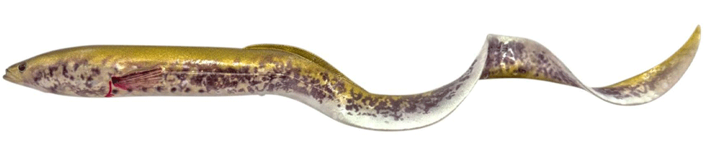 Savage Gear 3D Real Eel Green Lamprey Savage Gear