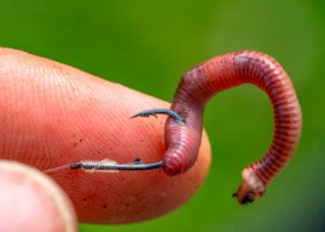 Preston Innovations Natural N-60