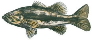 BKK FISHING HOOKS Omaggio 75 eu - BKK Sticker