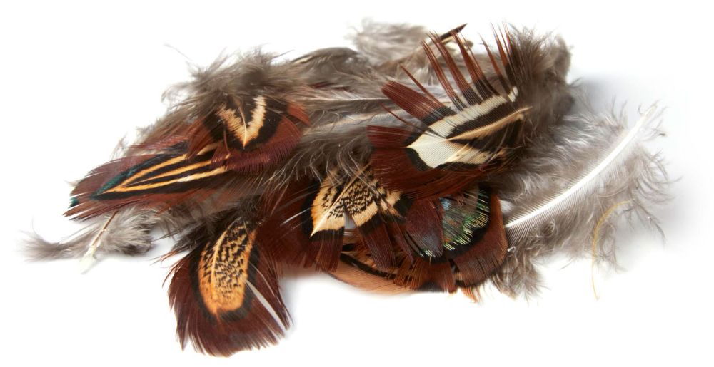 Imagen de Plumas de faisán