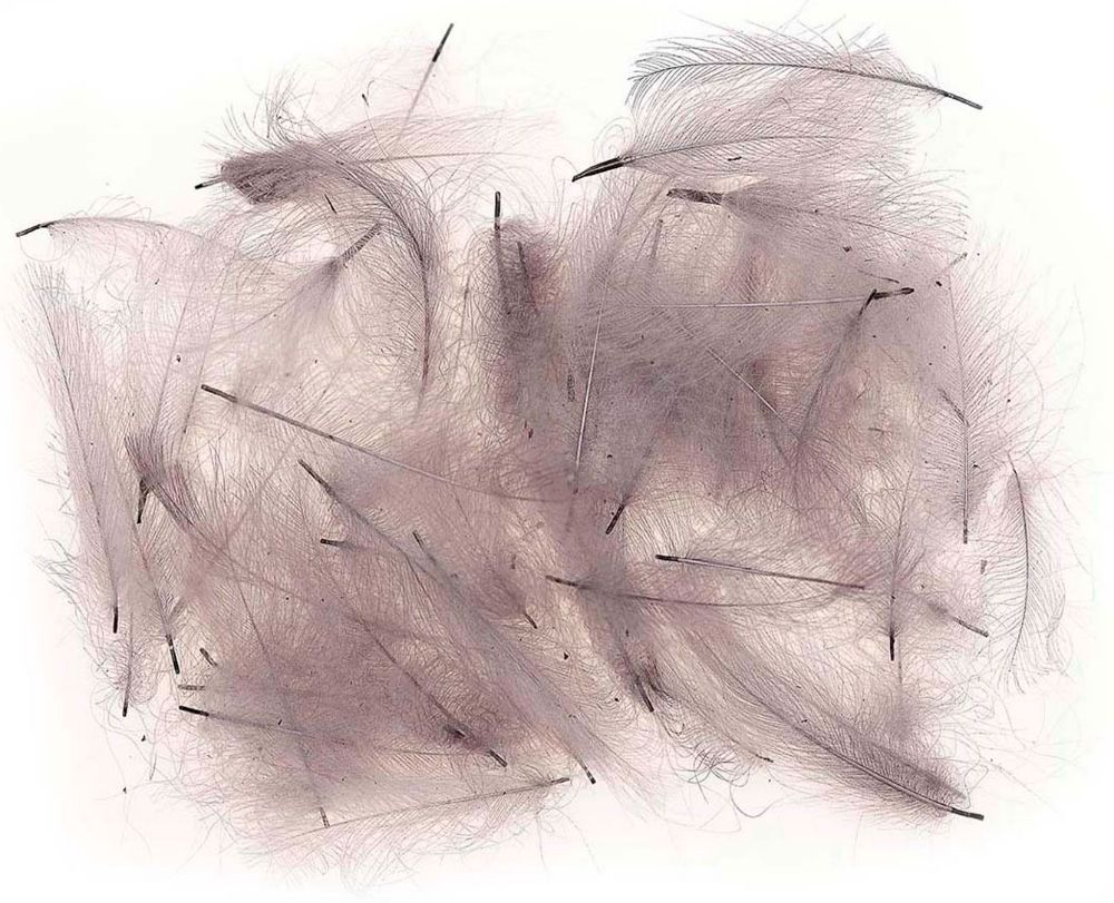 Picture of JMC Cul De Canard Feathers