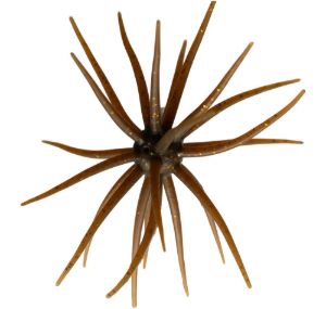 Hideup Coike Kyu #005 Hideup