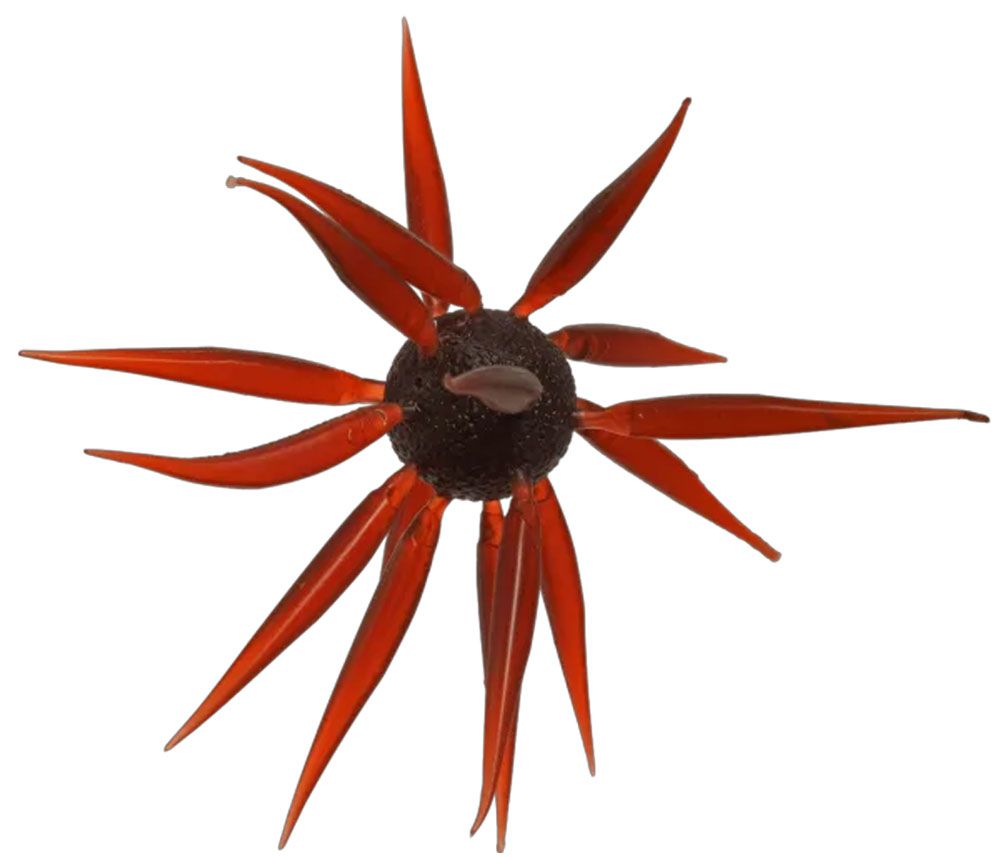 Immagine di Hideup Coike Fish L Elastomer