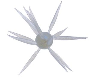 Immagine di Hideup Coike Fish L Elastomer