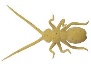 Picture of O.s.p. Orikanemushi II