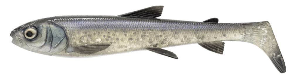 Immagine di Savage Gear 3D Whitefish Shad Bulk