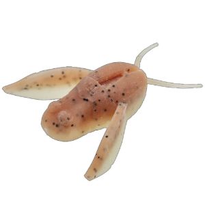 Nories Clionex Yamaaka Nories