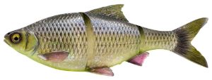 Savage Gear 4D Line Thru Roach Toxic Roach Savage Gear