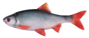 Fox Rage Ultra Natural Fillets Roach Fox Rage