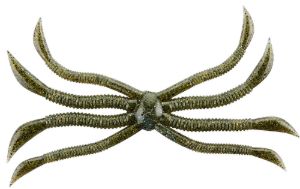 Fish Magnet Octopus #07 Watermelon Gill Fish Magnet