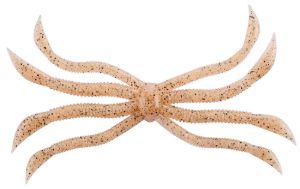 Fish Magnet Octopus Wakasagi Shrimp Fish Magnet